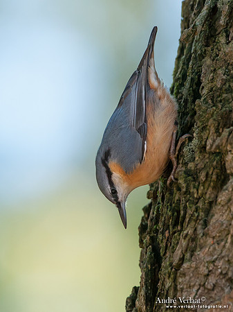 Boomklever / Nuthatch - Enkhuizen