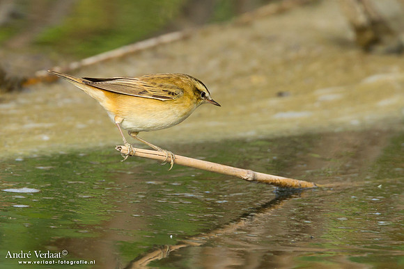 Rietzanger / Sedge Warbler - Lesvos