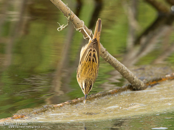 Rietzanger / Sedge Warbler - Lesvos