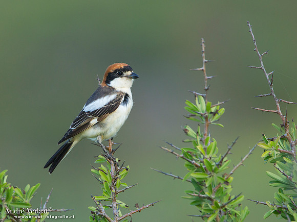 Roodkopklauwier / Woodchat Shrike - Lesvos