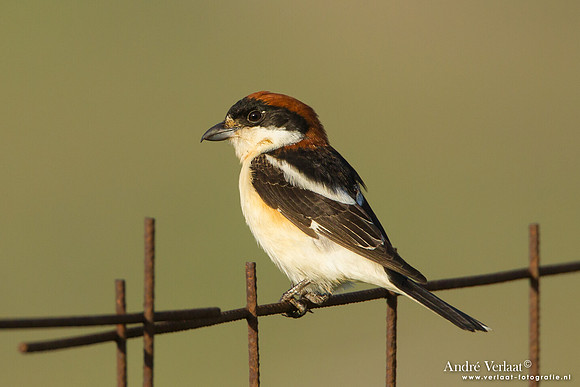 Roodkopklauwier / Woodchat Shrike - Lesvos