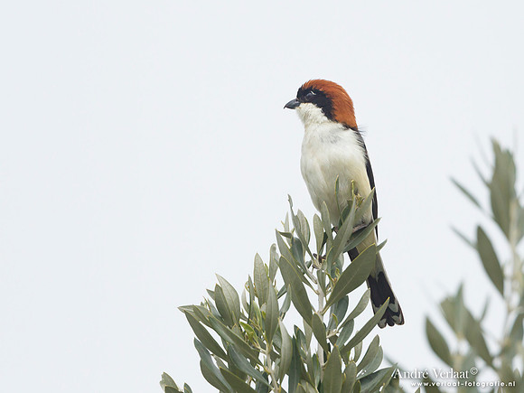 Roodkopklauwier / Woodchat Shrike - Lesvos
