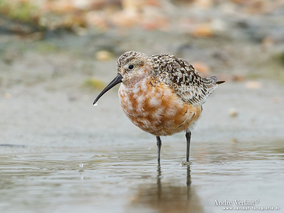 Krombekstrandloper / Curlew Sandpiper - Den Helder