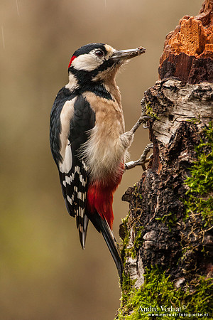 Grote Bonte Specht / Great Spotted Woodpecker - Hof van Twente