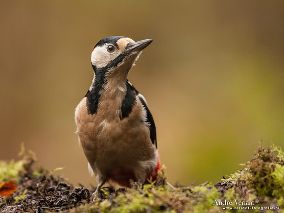 Grote Bonte Specht / Great Spotted Woodpecker - Hof van Twente
