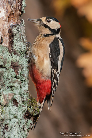 Grote Bonte Specht / Great Spotted Woodpecker - Hof van Twente