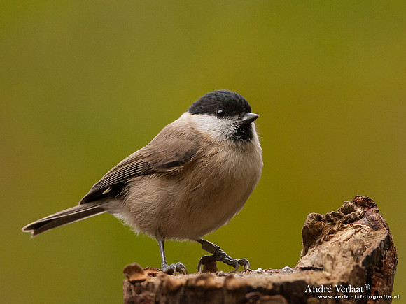 Glanskop / Marsh Tit - Hof van Twente