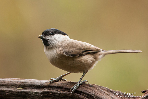 Glanskop / Marsh Tit - Hof van Twente