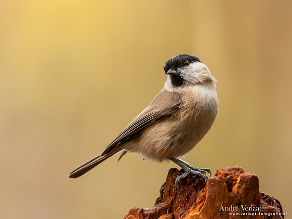Glanskop / Marsh Tit - Hof van Twente