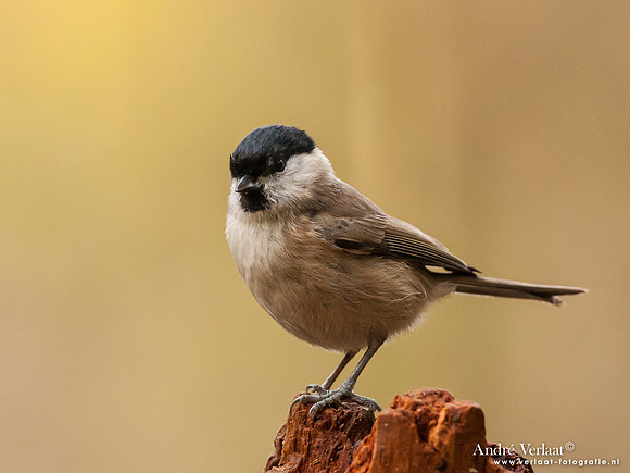 Glanskop / Marsh Tit - Hof van Twente