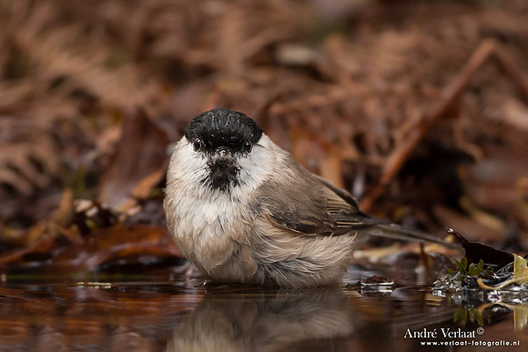 Glanskop / Marsh Tit - Hof van Twente