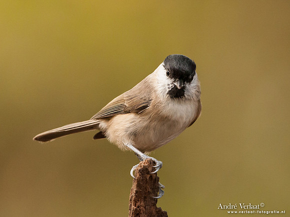 Glanskop / Marsh Tit - Hof van Twente
