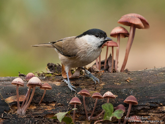 Glanskop / Marsh Tit - Hof van Twente