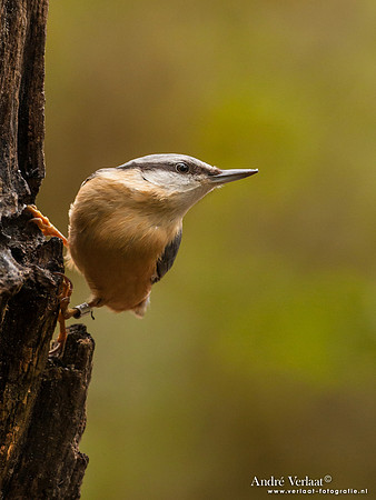 Boomklever / Nuthatch - Hof van Twente
