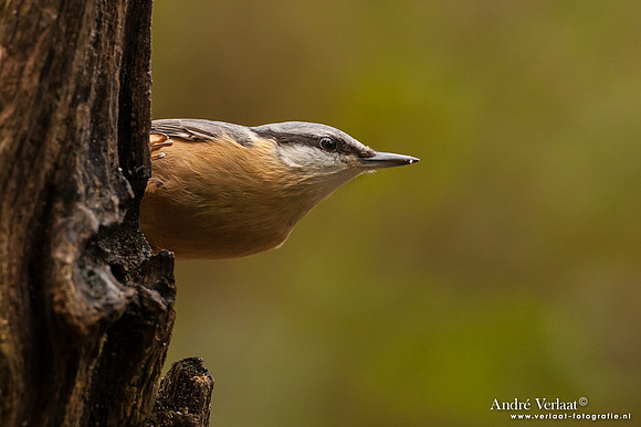 Boomklever / Nuthatch - Hof van Twente