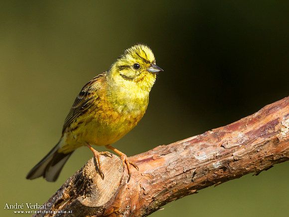 Geelgors / Yellowhammer - Lemelerberg