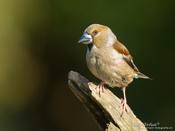 Appelvink / Hawfinch - Lemelerberg