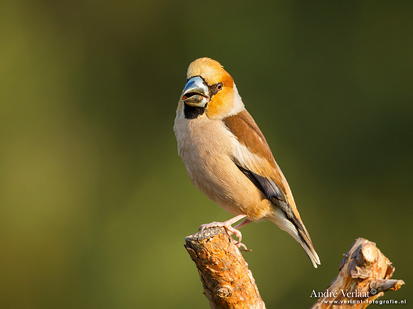 Appelvink / Hawfinch - Lemelerberg