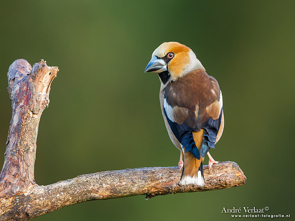 Appelvink / Hawfinch - Lemelerberg