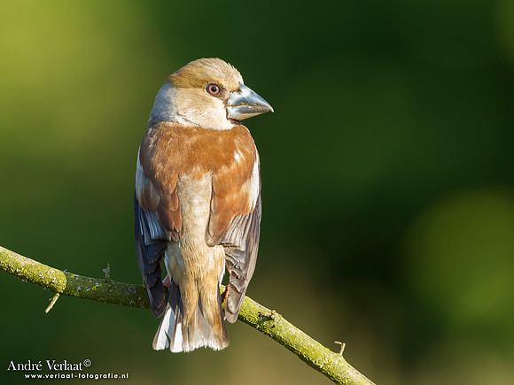 Appelvink / Hawfinch - Lemelerberg