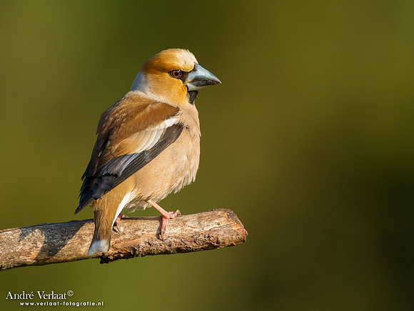 Appelvink / Hawfinch - Lemelerberg