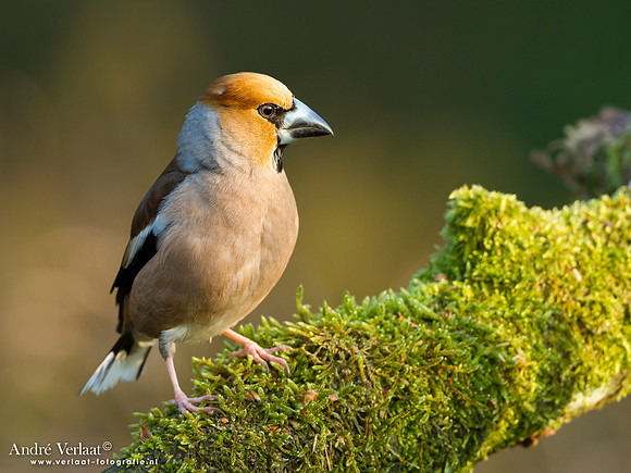 Appelvink / Hawfinch - Lemelerberg