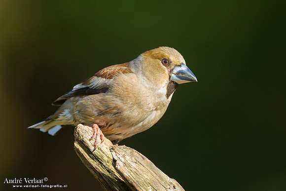 Appelvink / Hawfinch - Lemelerberg