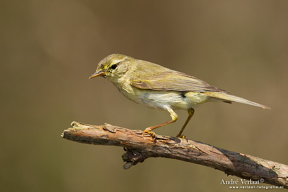 Fitis / Willow Warbler - Lemelerberg
