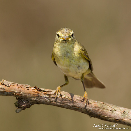 Fitis / Willow Warbler - Lemelerberg