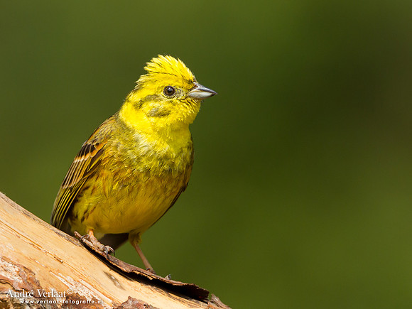 Geelgors / Yellowhammer - Lemelerberg