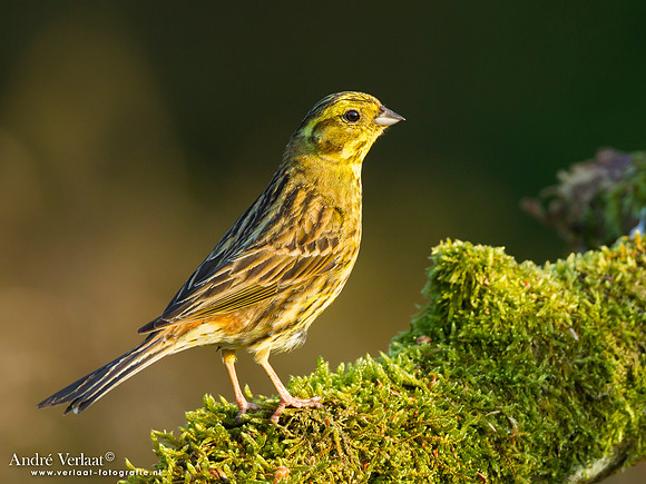 Geelgors / Yellowhammer - Lemelerberg