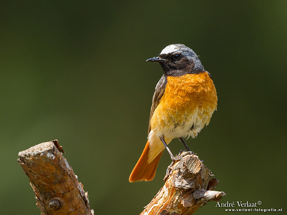 Gekraagde Roodstaart / Redstart - Lemelerberg