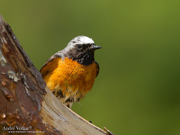 Gekraagde Roodstaart / Redstart - Lemelerberg
