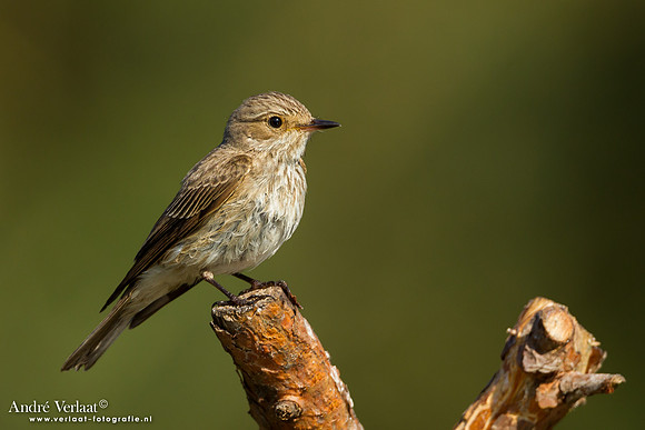 Grauwe Vliegenvanger / Spotted Flycatcher - Lemelerberg