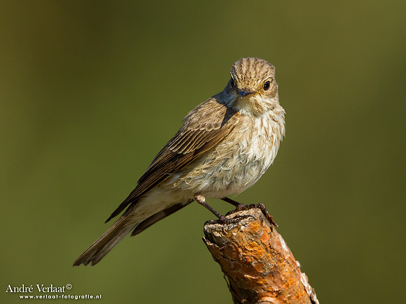Grauwe Vliegenvanger / Spotted Flycatcher - Lemelerberg