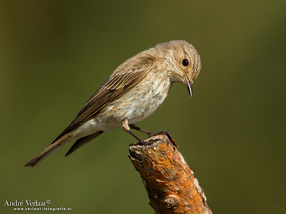 Grauwe Vliegenvanger / Spotted Flycatcher - Lemelerberg
