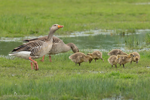 Grauwe Gans / Greylag Goose - Wognum