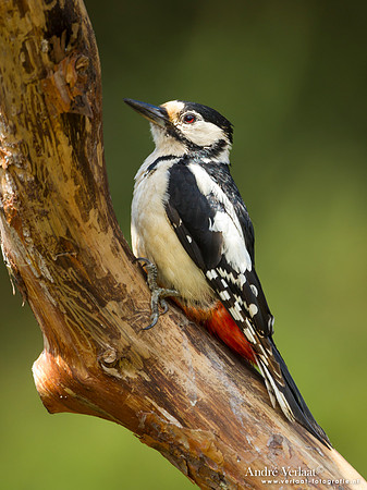 Grote Bonte Specht / Great Spotted Woodpecker - Lemelerberg