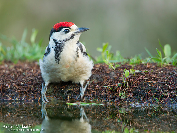 Grote Bonte Specht / Great Spotted Woodpecker - Lemelerberg