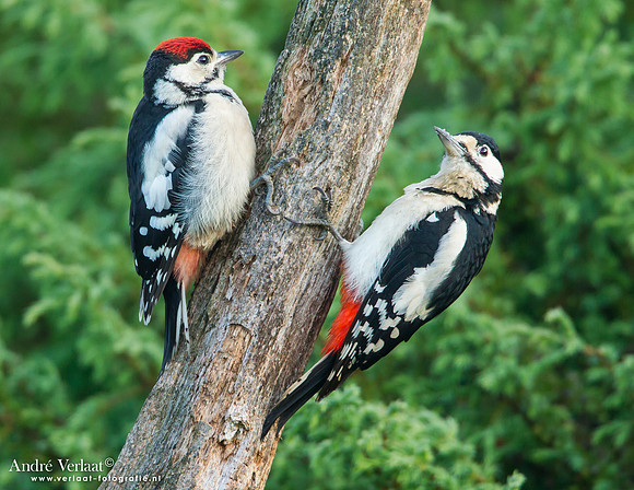 Grote Bonte Specht / Great Spotted Woodpecker - Lemelerberg