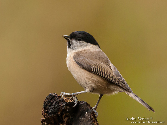 Glanskop / Marsh Tit - Hof van Twente