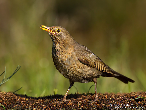 Merel / Blackbird - Lemelerberg
