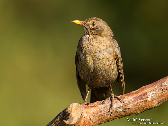 Merel / Blackbird - Lemelerberg