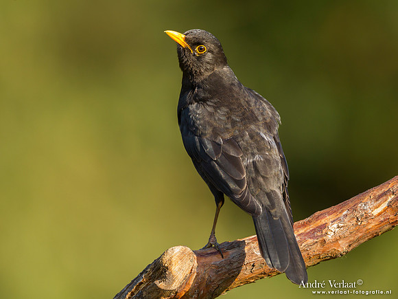 Merel / Blackbird - Lemelerberg
