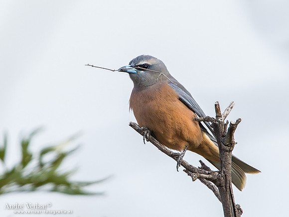 Wenkbrauwspitsvogel / White-browed Woodswallow - Bowra Sanctuary