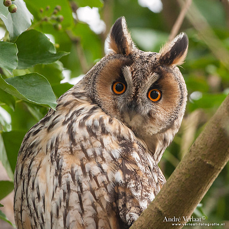 Ransuil / Long-eared Owl - Beets
