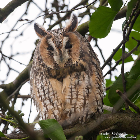 Ransuil / Long-eared Owl - Beets