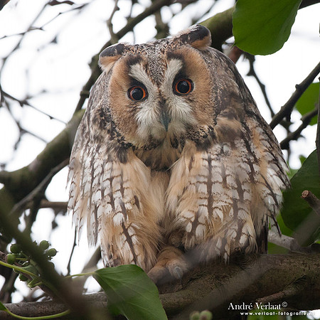 Ransuil / Long-eared Owl - Beets