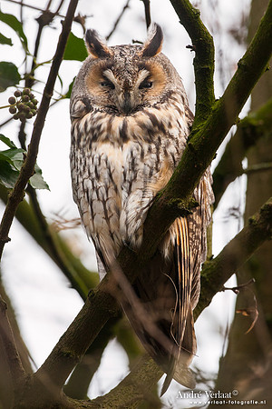 Ransuil / Long-eared Owl - Beets
