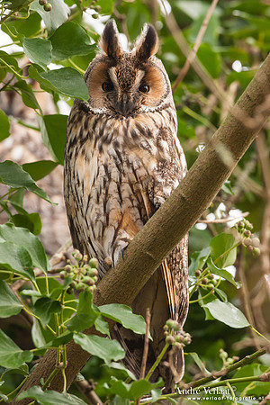 Ransuil / Long-eared Owl - Beets